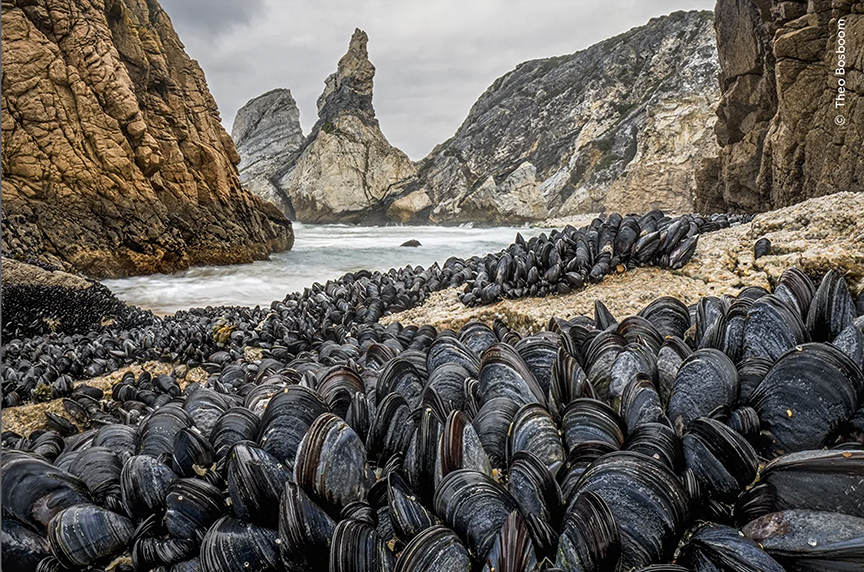 clams in mountain scenery